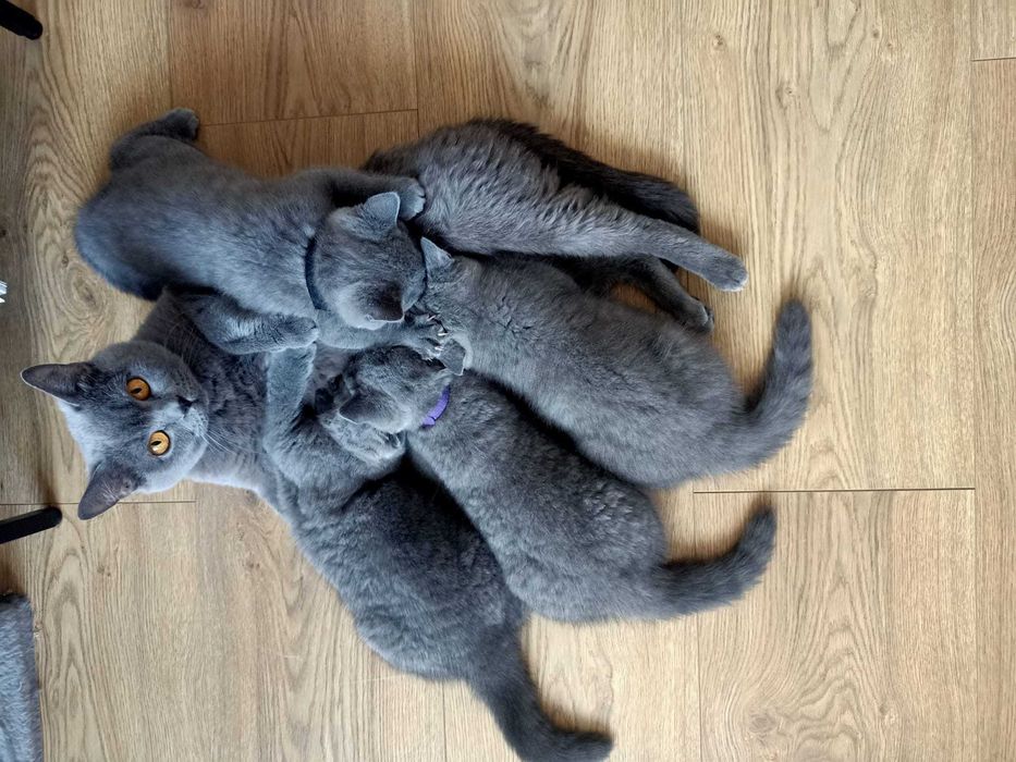 Kotek brytyjski krótkowłosy niebieski