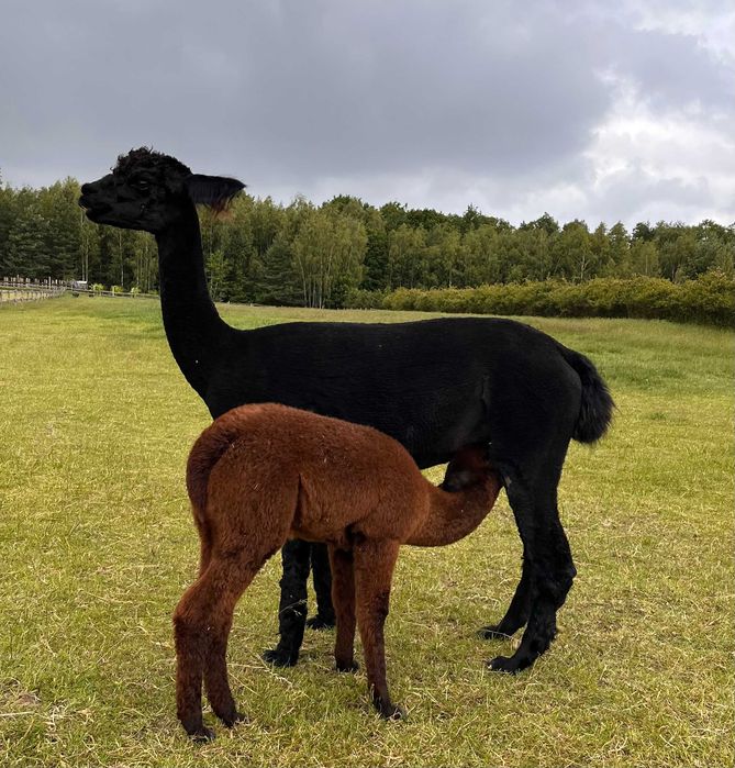 alpaka samica (Carla) z cria