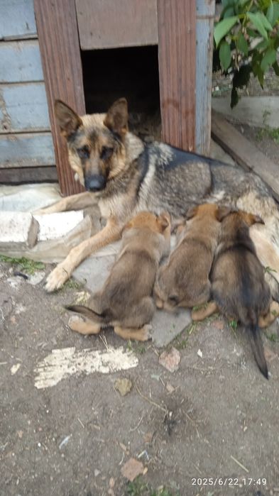 Продам щенят овчарки