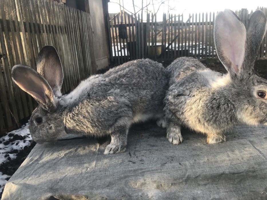 Продам кролики Європейська шиншила + панон.