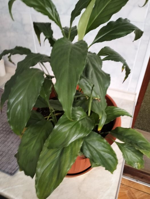 Спатифілум вазон