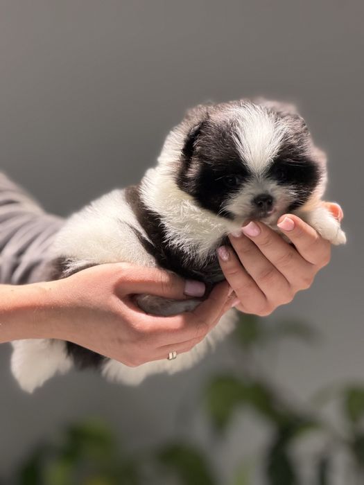 Ексклюзивна дівчинка пандочка