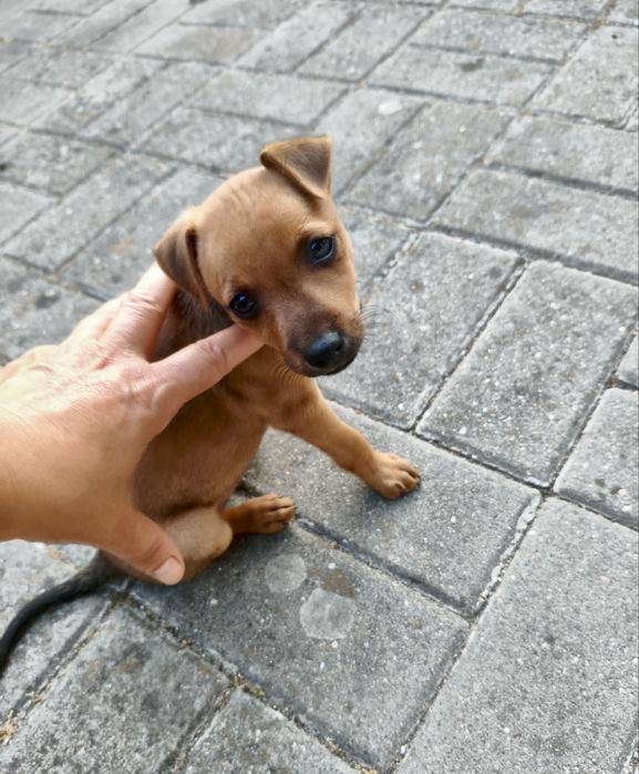 Pinscher - macho