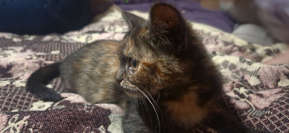 Кошеня.котеня кішка