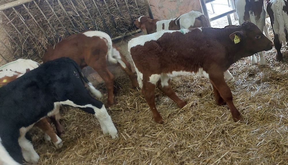 Byczki miesne jaloszki chodel