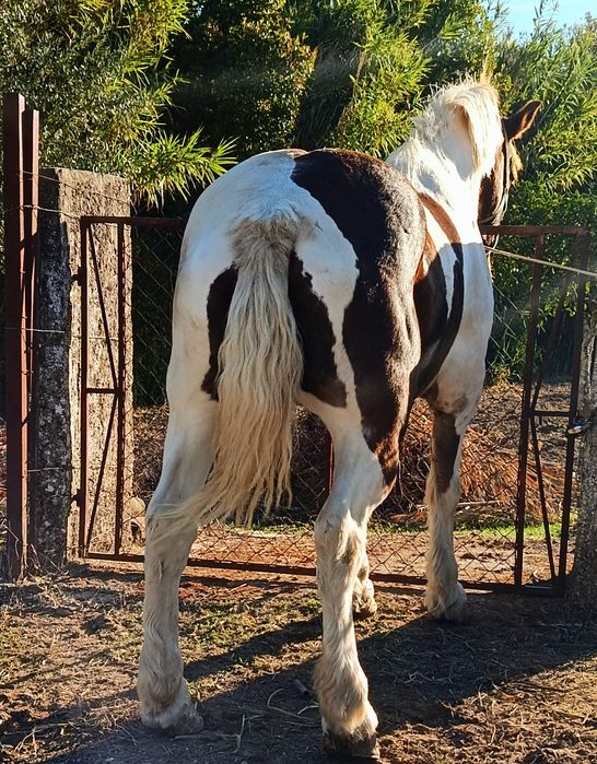 Cavalo percheron malhado