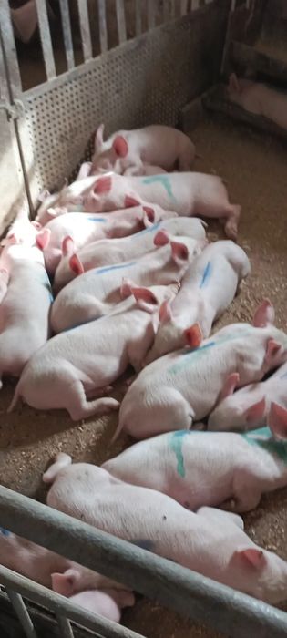 поросятка мясної породи