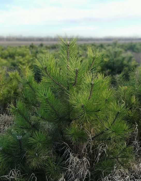 Новорічна Ялинка, Новогодняя елка (Сосна Крымка)