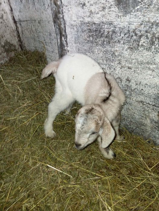 Англонубійські цапки