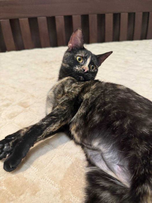 ніжна киця ,кошеня , муркотушка лагідна та  розумна