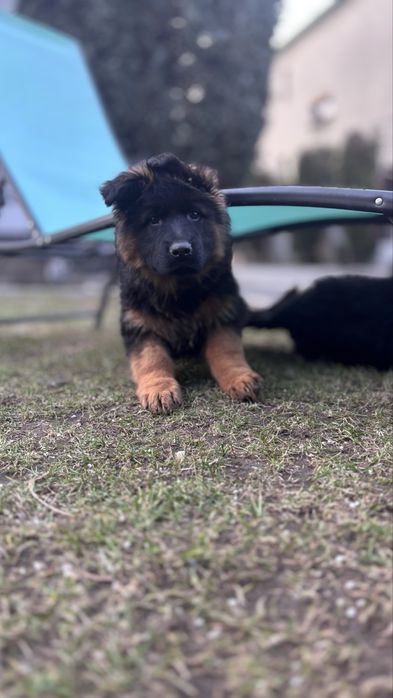 Owczarek niemicki długowlosy