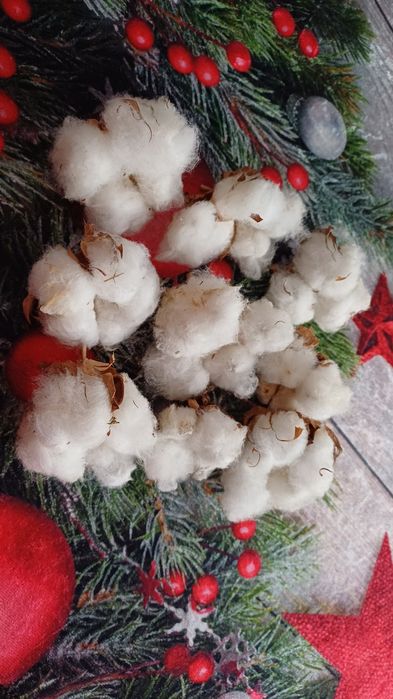 Насіння  бавовни