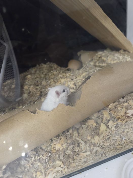 Myszoskoczki samiczki i samce