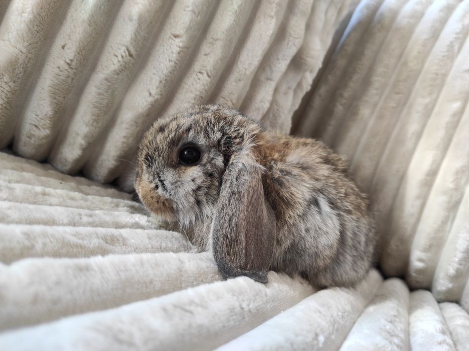 Króliczek Mini Lop Czysta Rasa z Wyprawką
