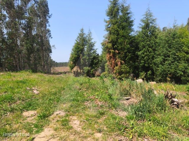 Terreno urbanizável com 11500m2 em Castanheira do Vouga