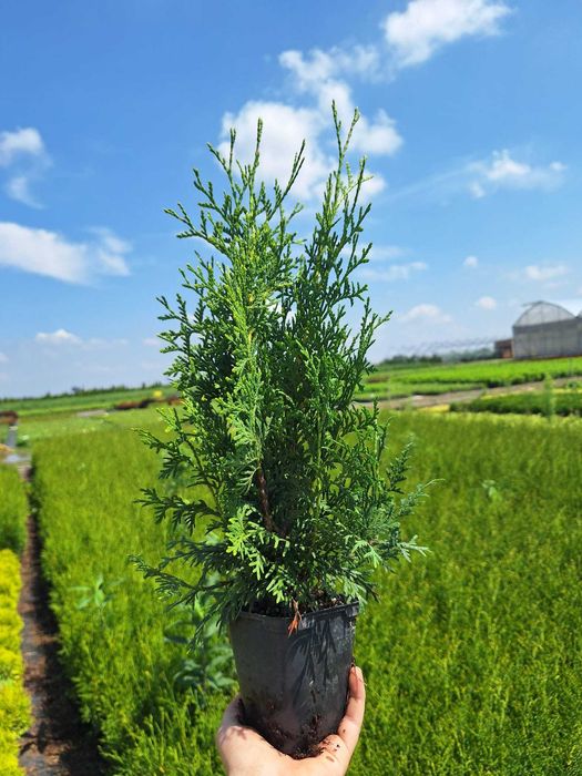 Thuja Brabant tuja P9 do nasadzeń producent