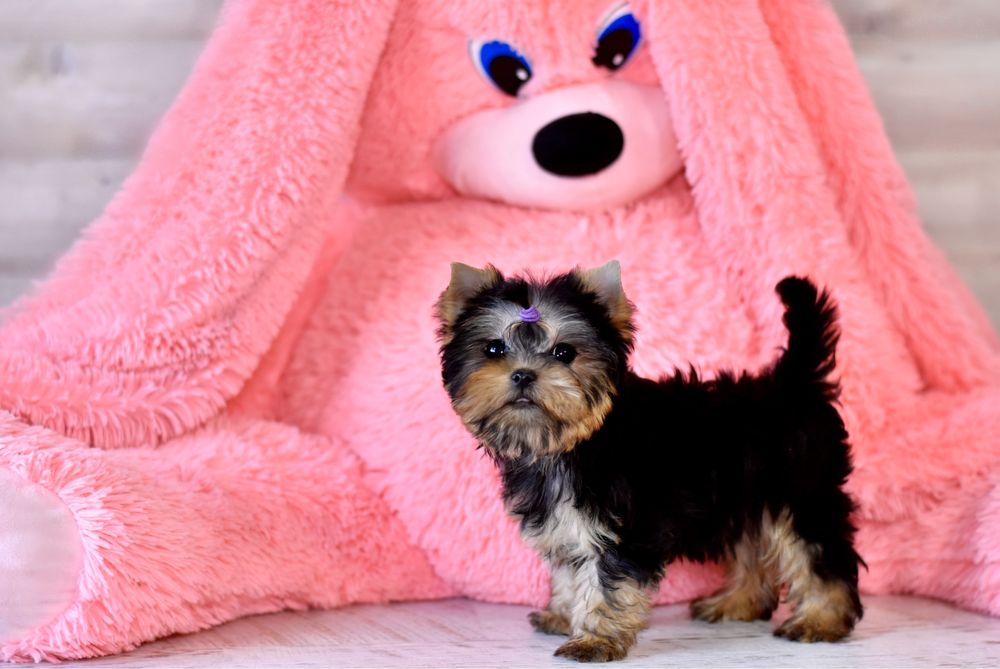 Мини мальчик йорк канадских кровей!