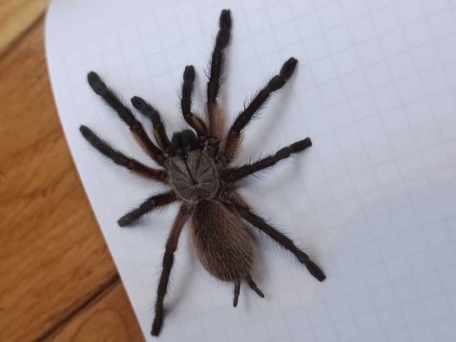 Monocentropus balfouri ~3 - 3,5DC