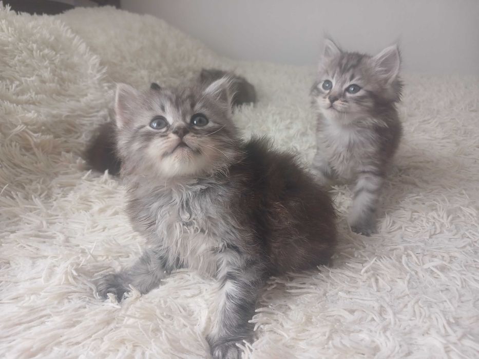 Кошенята шукають люблячу родину.Безкоштовно