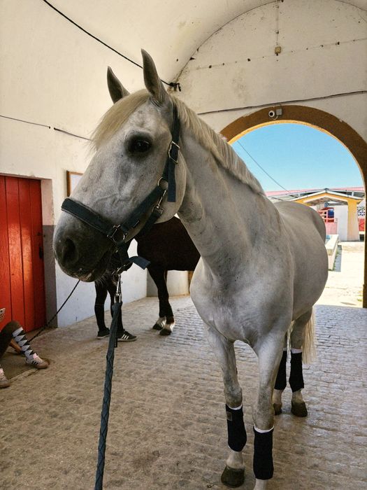 Vendo cavalo russo