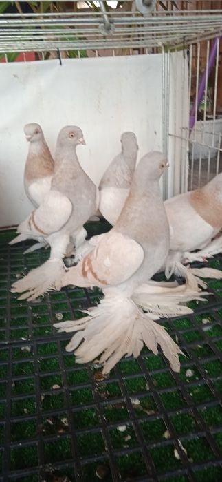 Gołębie ozdobne , blauwindry z 25 r .