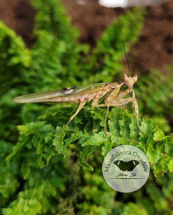 Creobroter gemmatus, modliszka oczkowa L2