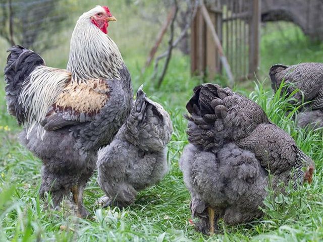 Яйце для інкубації, курчата, Брама темна, лососева, лимонна.