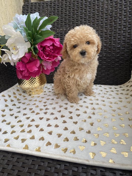 Мальтіпу мікро і міні