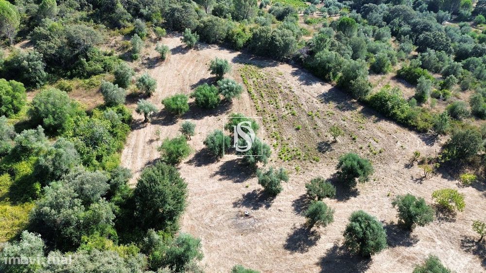 Rustic Land for Sale in Assentiz, Torres Novas