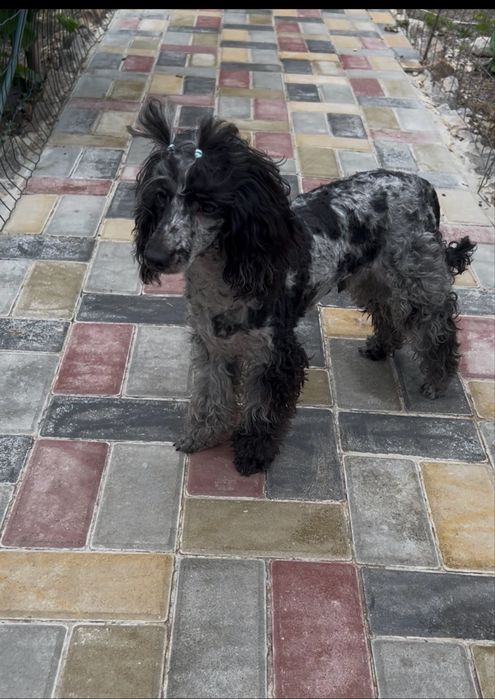 Мальчик пудель мерле