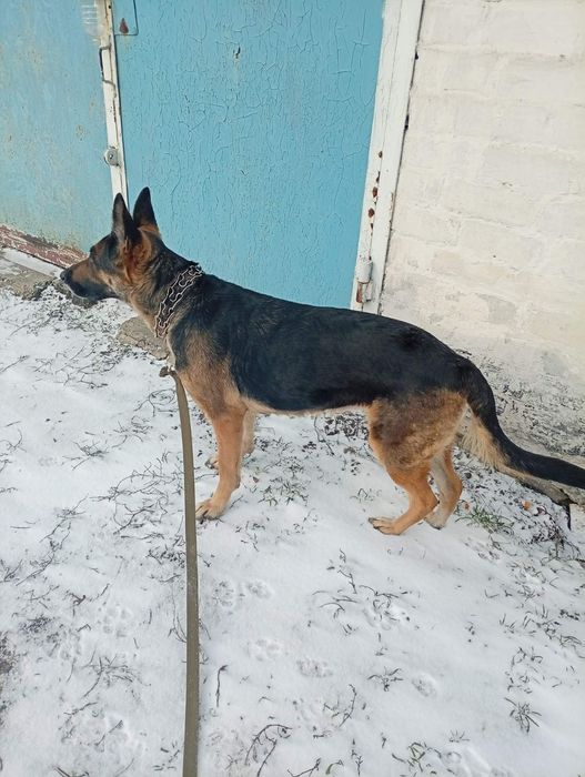 Немецкая овчарка бесплатно. Собака даром. Пёс. Щенок. Щенки