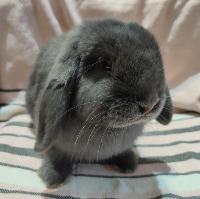 Samce Mini Lop króliki