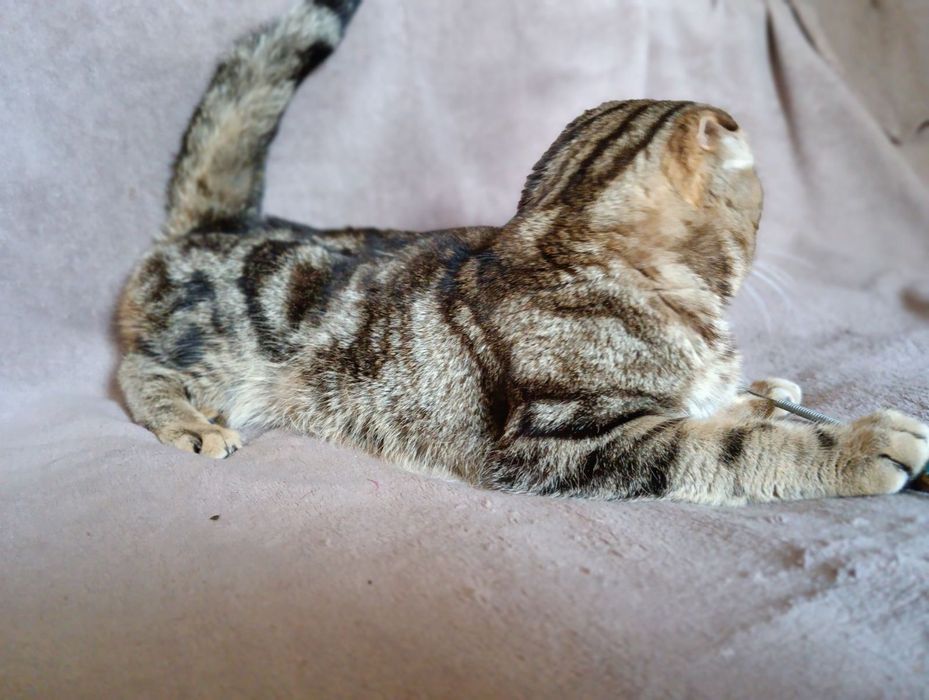 Скотиш фолд котик