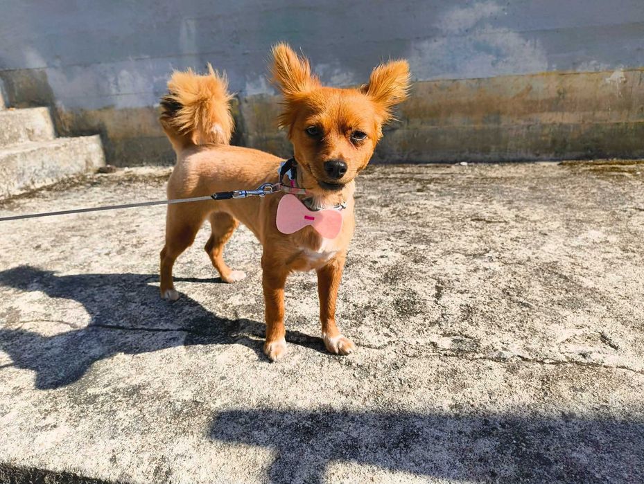 PET SITTING - passeadora de cães, na zona de Viseu