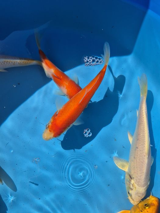Carpas koi 16/22cm