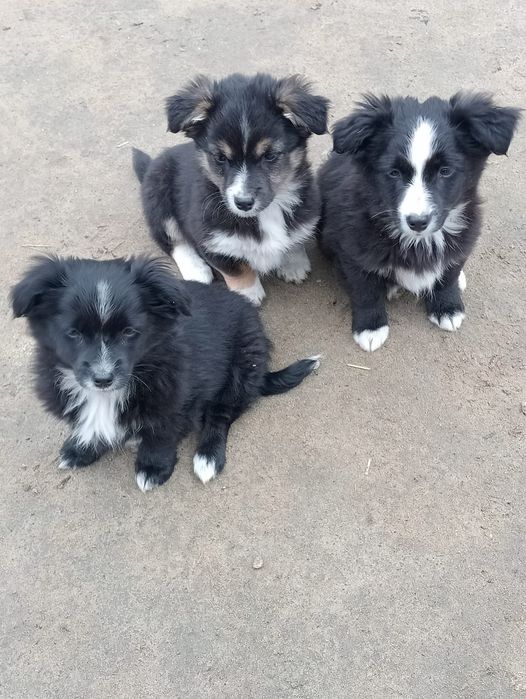 Віддам у добрі руки цуценят, можлива доставка по Подільському району