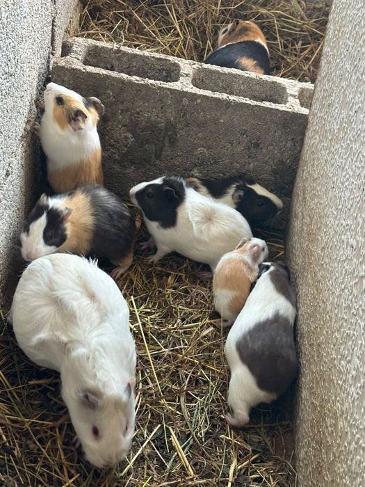 Animais de companhia