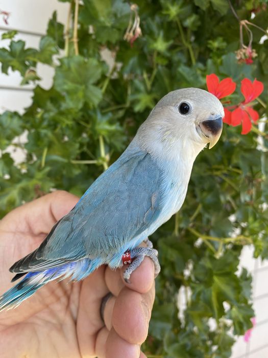 Agapornis domesticado azul