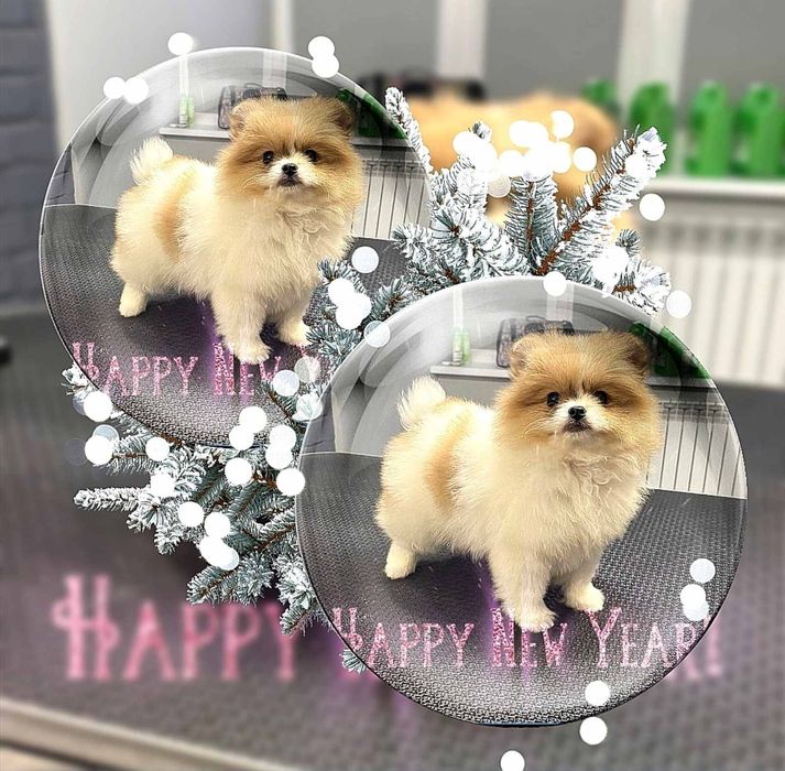 Шпицули мини девочки