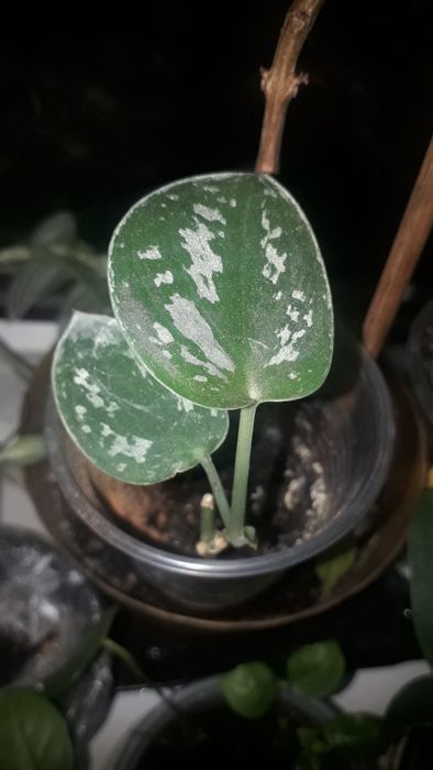 Кімнатні квіти різні