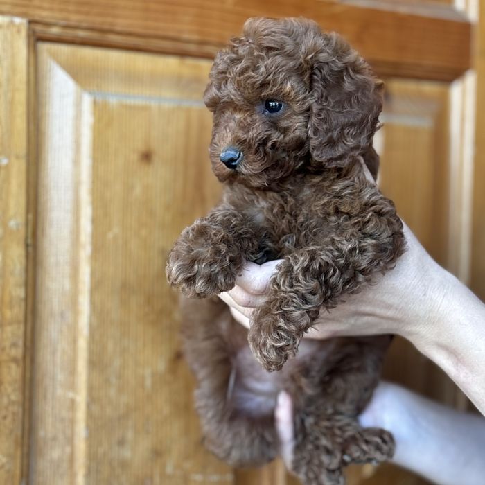 Red Braun хлопчики шоу классу