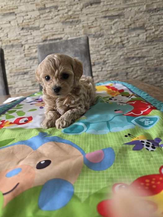 Maltipoo śliczna suczka