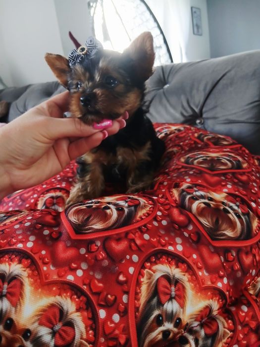 Yorkshire terrier york samiec po ślicznych rodzicach