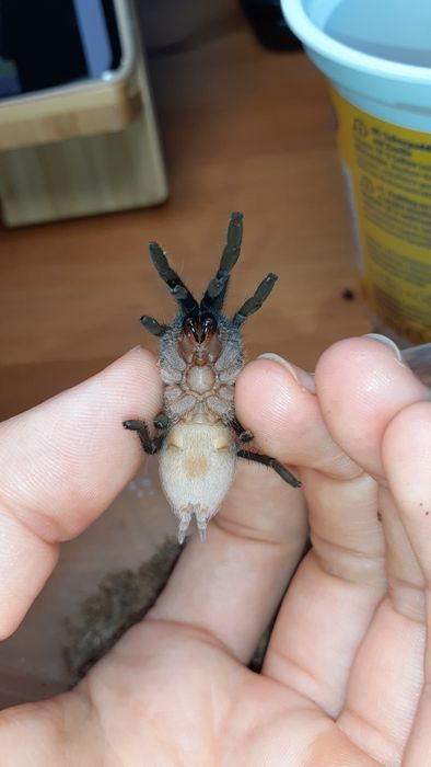 aphonopelma seemanni 2dc samiec