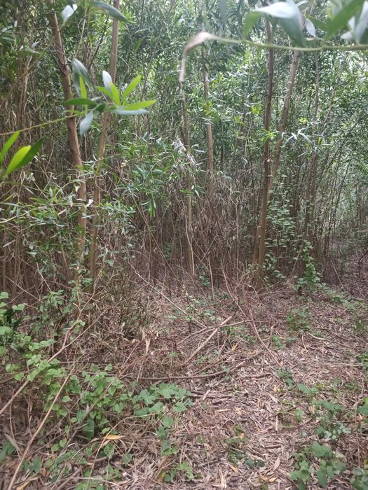 Serviços de trator, tratorista