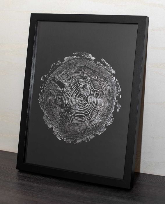 Sosna Pinus przekrój grafika botaniczna handmade 30x40cm