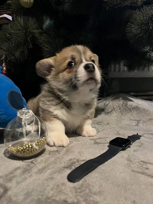 Хлопчик вельш коргі пемброк