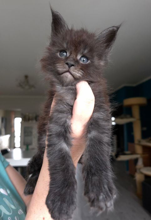 Cudny czarny dymny kocurek maine coon