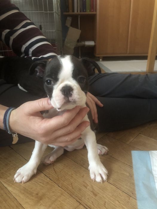 Suczka Boston Terrier