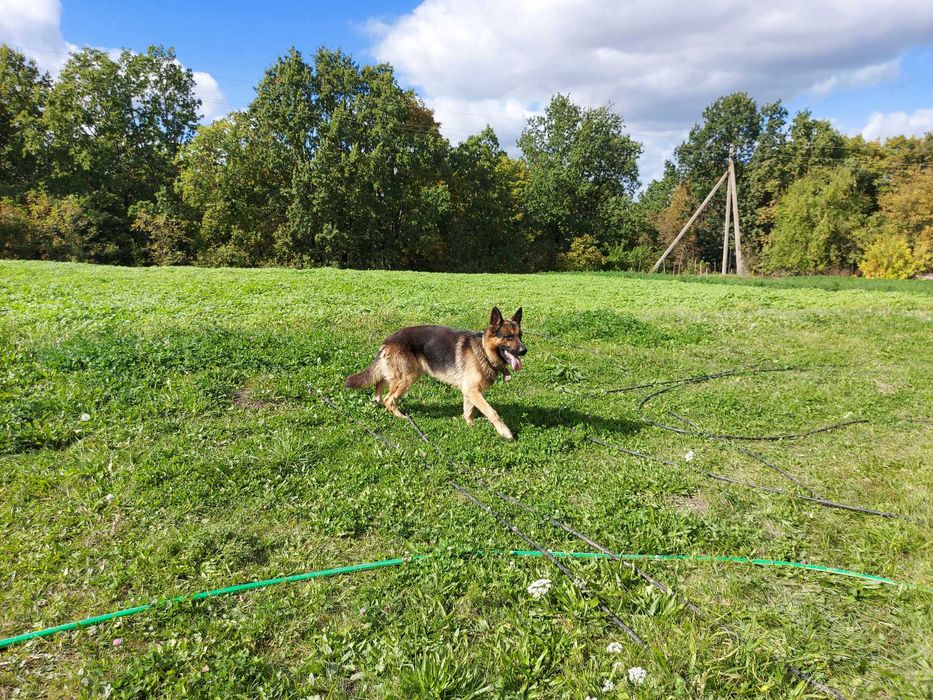 В'язка \ вязка кабель \ пес німецька вівчарка \Кобель немецкой овчарки
